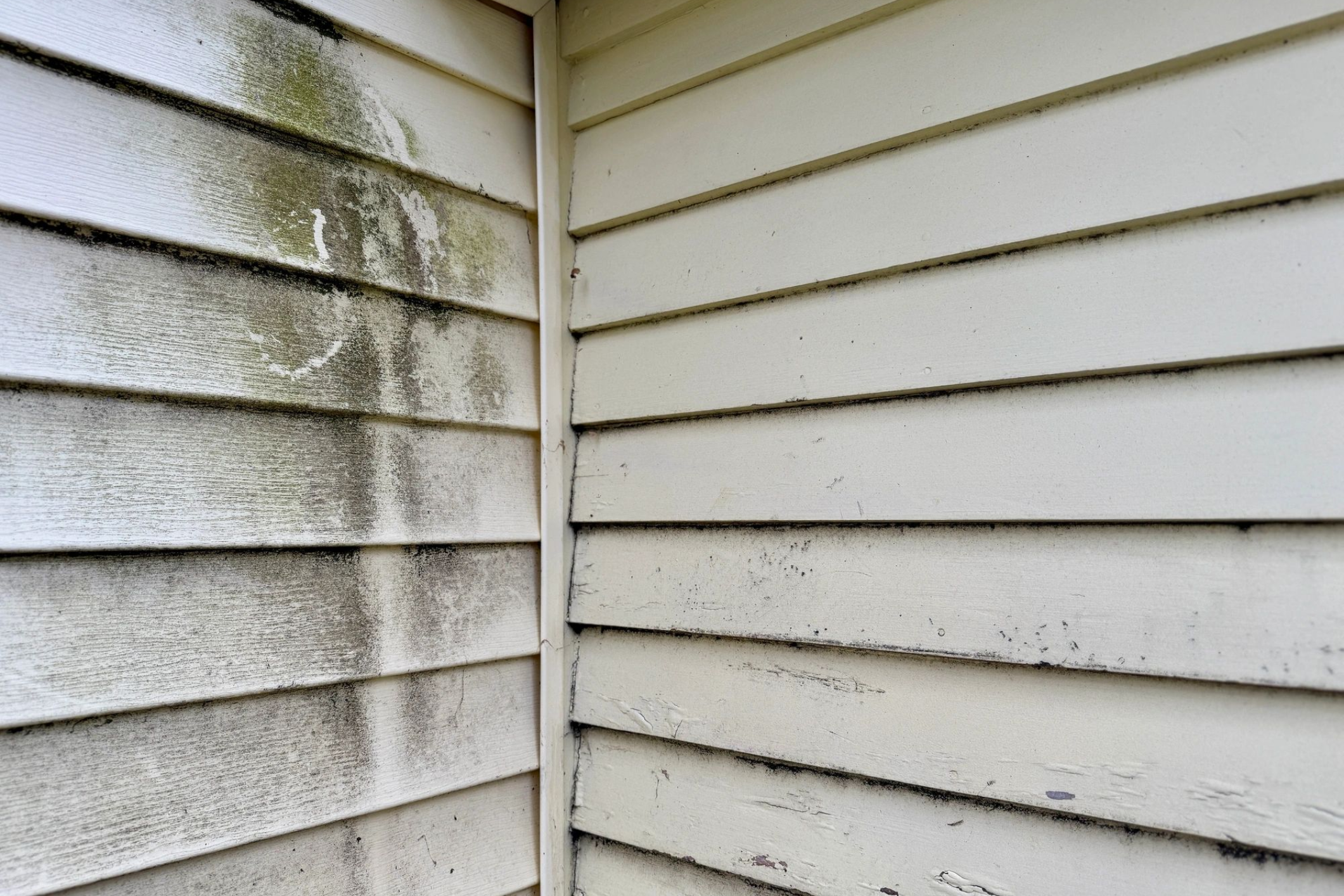 Mold on house siding